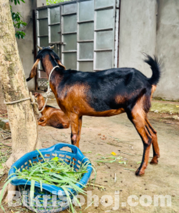 গাভিন ছাগল